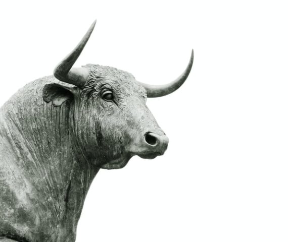 image of bull